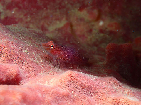 Barrel Sponge Ghost Goby - Pleurosicya labiata Air Prang, Lembeh. Barrel-sponge ghostgoby,Geotagged,Indonesia,Pleurosicya labiata,Spring