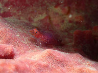 Barrel Sponge Ghost Goby - Pleurosicya labiata Air Prang, Lembeh. Barrel-sponge ghostgoby,Geotagged,Indonesia,Pleurosicya labiata,Spring