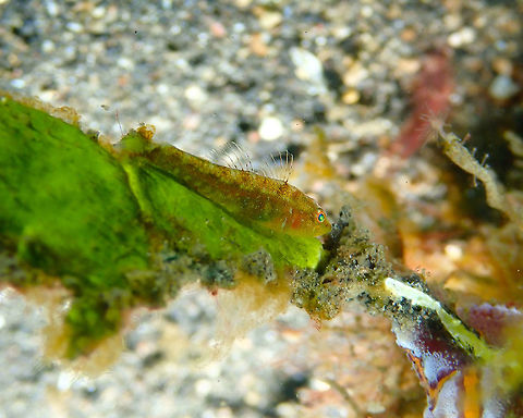 Toothy Goby - Pleurosicya mossambica Air Prang, Lembeh. Barrel-sponge ghostgoby,Geotagged,Indonesia,Pleurosicya labiata,Pleurosicya mossambica,Spring,Toothy goby