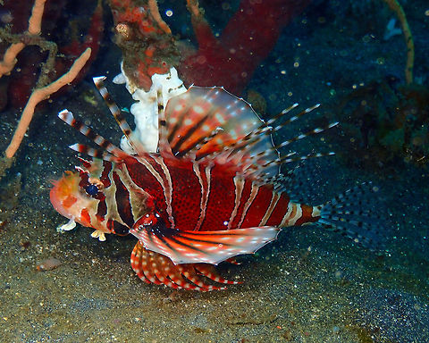 Zebra Lionfish - Dendrochirus zebra Air Prang, Lembeh. Dendrochirus zebra,Geotagged,Indonesia,Spring,Zebra lionfish