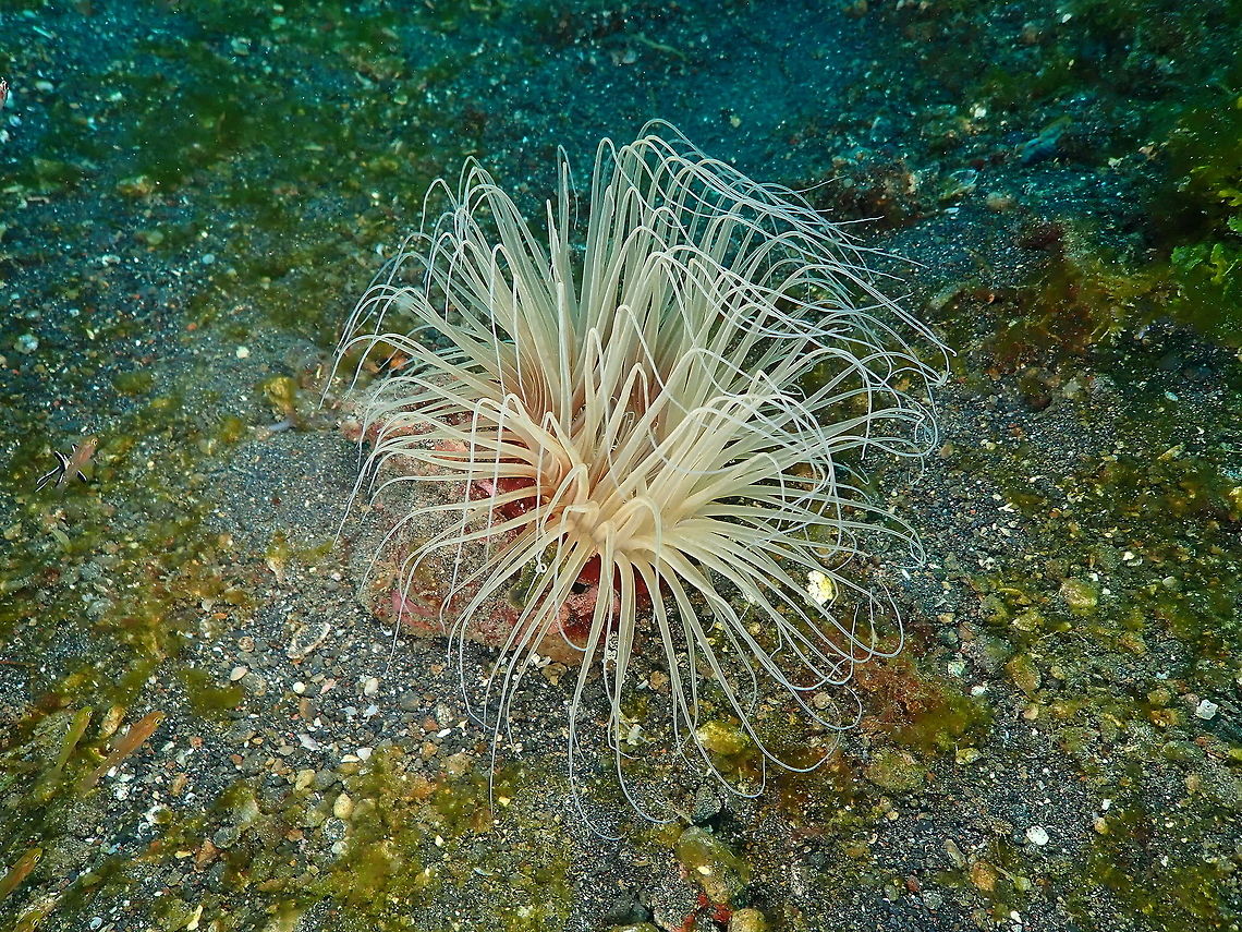 Cerianthid anemone - Pachycerianthus_fimbriatus-2 Air Prang, Lembeh. Geotagged,Indonesia,Pachycerianthus fimbriatus,Spring