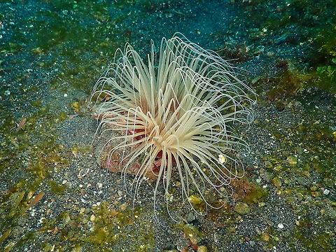 Cerianthid anemone - Pachycerianthus_fimbriatus-2 Air Prang, Lembeh. Geotagged,Indonesia,Pachycerianthus fimbriatus,Spring