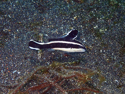 Painted sweetlips - Diagramma pictum Air Prang, Lembeh. Diagramma pictum,Geotagged,Indonesia,Painted sweetlips,Spring