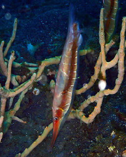 Centriscus scutatus Air Prang, Lembeh. Centriscus scutatus,Geotagged,Grooved Razorfish,Indonesia,Razorfish,Spring