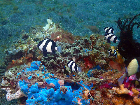 Whitetail dascyllus - Dascyllus aruanus Air Prang, Lembeh. Dascyllus aruanus,Geotagged,Indonesia,Spring,Whitetail dascyllus