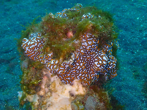 Botrylloides leachii Air Prang, Lembeh. Botrylloides leachii,Geotagged,Indonesia,Spring