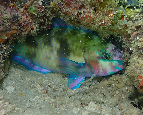 Palenose Parrotfish - Scarus psittacus Mandarin House Reef, Lembeh. This parrotfish was sleeping in its cocoon and it has the night blotchy coloration. Geotagged,Indonesia,Palenose Parrotfish,Scarus psittacus,Spring