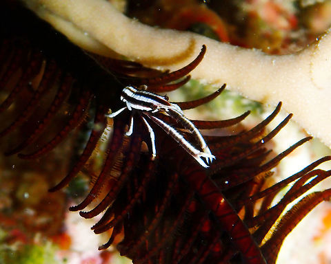 Squat Lobster - Allogalathea elegans Mandaron House Reef, Lembeh. Allogalathea elegans,Elegant Squat Lobster,Geotagged,Indonesia,Spring