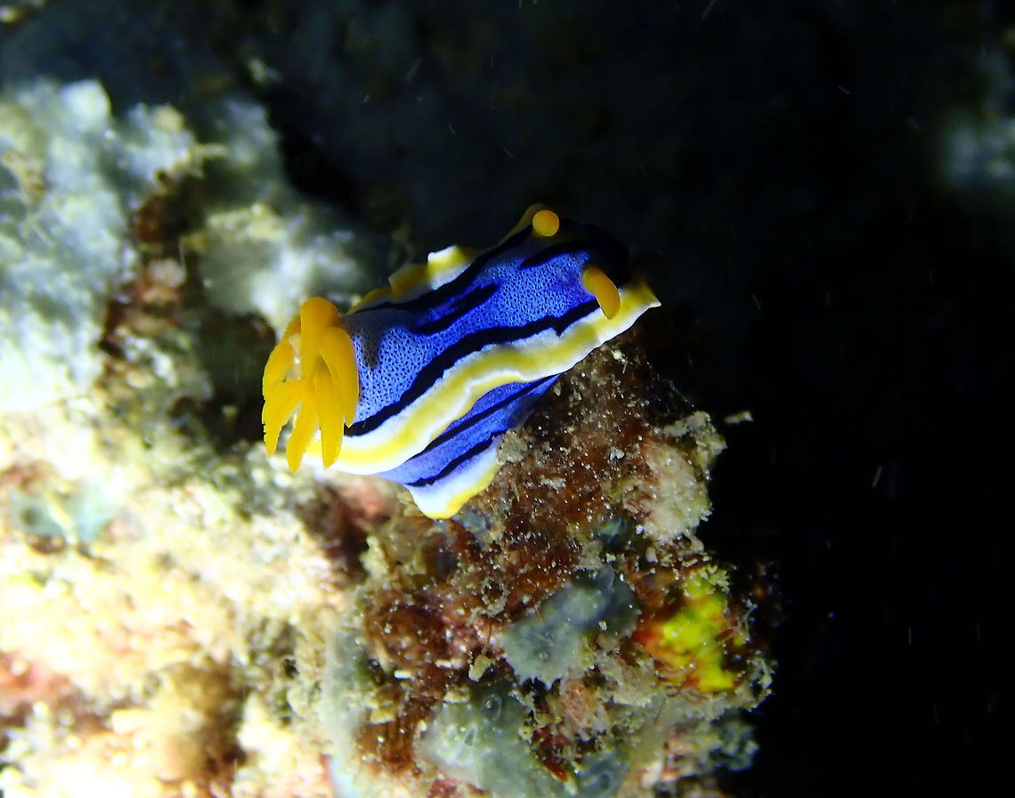 Chromodoris annae Mandarin House Reef, Lembeh. Anna's Chromodoris,Chromodoris annae,Geotagged,Indonesia,Spring