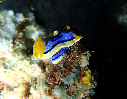 Chromodoris annae Mandarin House Reef, Lembeh. Anna's Chromodoris,Chromodoris annae,Geotagged,Indonesia,Spring