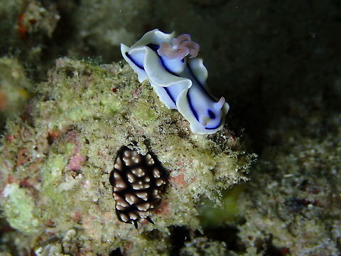 Chromodoris lochi with Phyllidiella pustulosa Mandarin House Reef, Lembeh. Chromodoris lochi,Geotagged,Indonesia,Loch's Chromodoris,Spring
