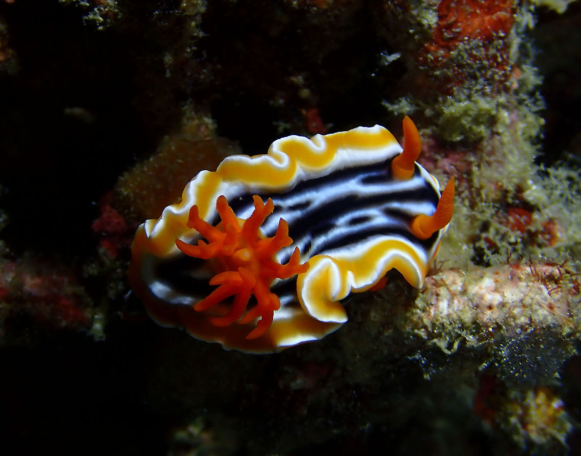 Chromodoris magnifica Mandarin House Reef, Lembeh. Chromodoris magnifica,Geotagged,Indonesia,Spring