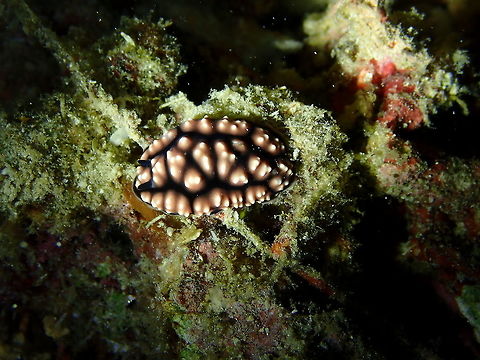 Phyllidiella pustulosa Mandarin House Reef, Lembeh. Geotagged,Indonesia,Phyllidiella pustulosa,Pustulose Phyllidiella,Spring