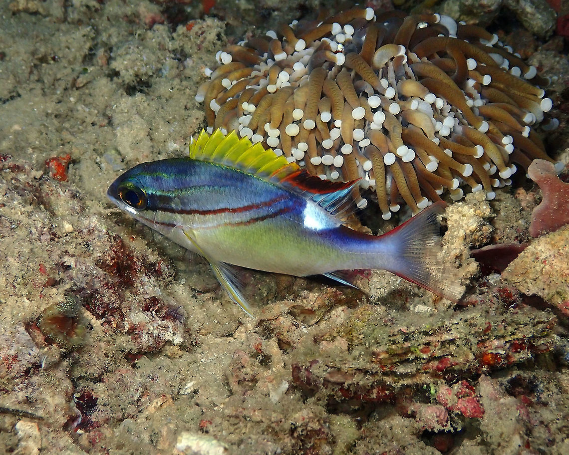 Two-lined monocle bream - Scolopsis bilineatus Mandarin House Reef, Lembeh. Geotagged,Indonesia,Scolopsis bilineata,Spring,Two-lined monocle bream