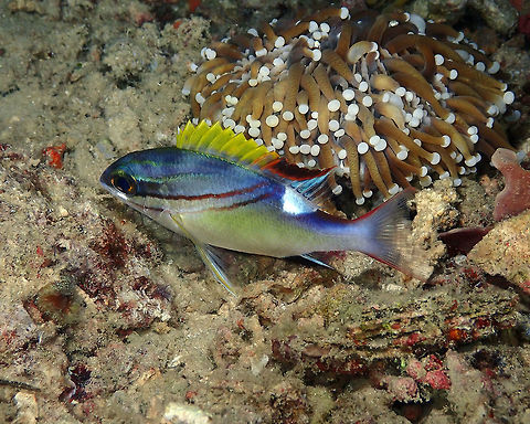 Two-lined monocle bream - Scolopsis bilineatus Mandarin House Reef, Lembeh. Geotagged,Indonesia,Scolopsis bilineata,Spring,Two-lined monocle bream