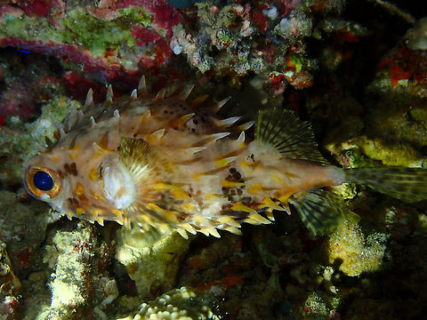 Birdbeak burrfish - Cyclichthys orbicularis Mandarin House Reef, Lembeh. Birdbeak burrfish,Cyclichthys orbicularis,Geotagged,Indonesia,Spring
