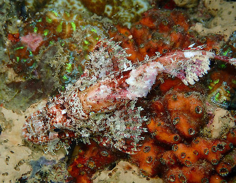 Tassled scorpionfish - Scorpaenopsis oxycephala Mandarin House Reef, Lembeh. With some nice tunicates on the side (still did not find the ID). Geotagged,Indonesia,Scorpaenopsis oxycephala,Spring,Tassled scorpionfish