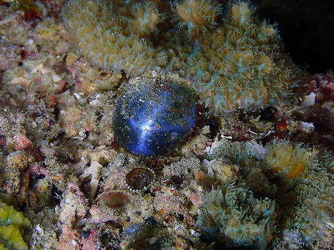 Bubble Alga - Valonia (Ventricaria) ventricosa Mandarin House Reef, Lembeh. Geotagged,Indonesia,Spring,Valonia ventricosa