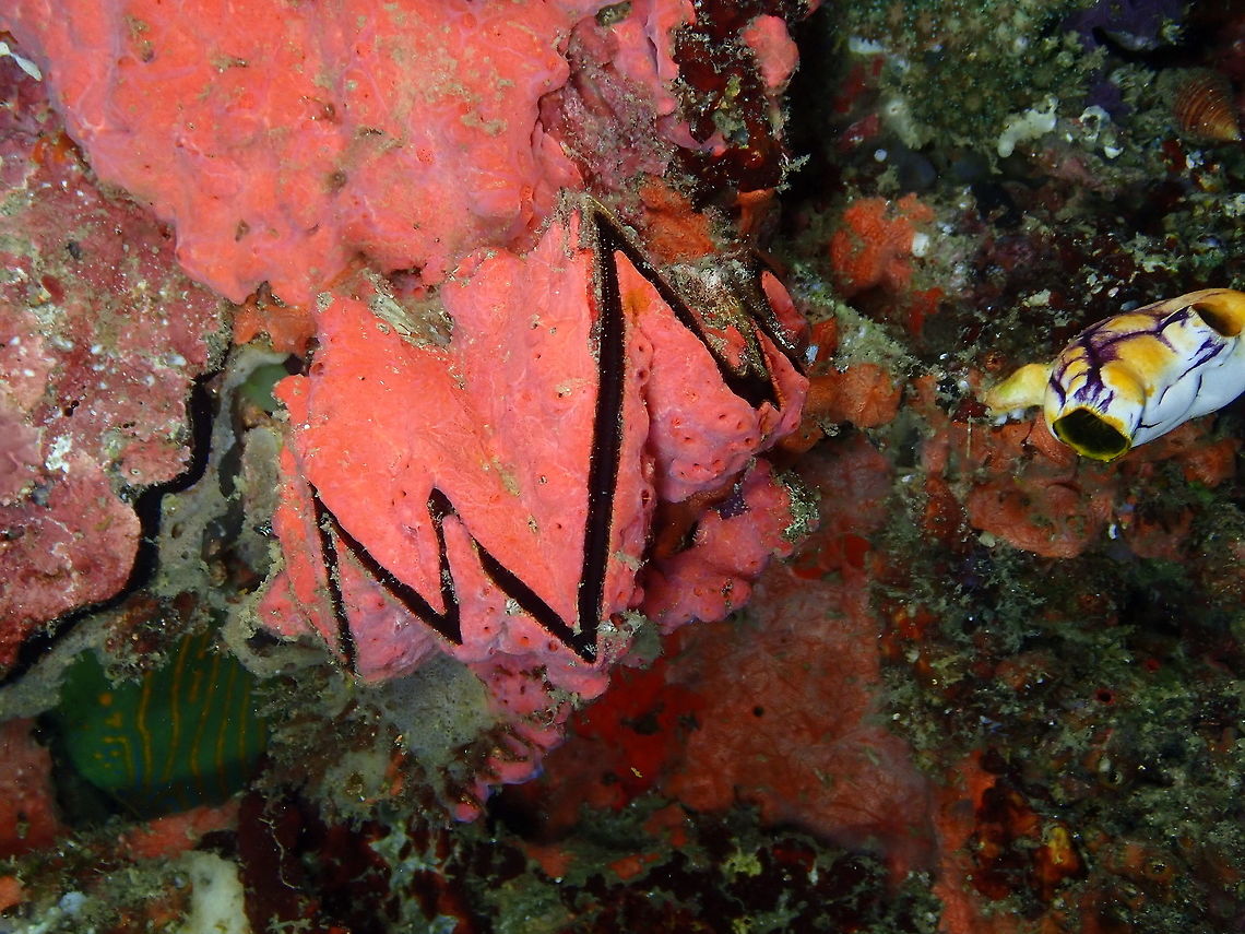 cockscomb oyster - Lopha cristagalli Mandarin House Reef, Lembeh. Cockscomb oyster,Geotagged,Indonesia,Lopha cristagalli,Spring