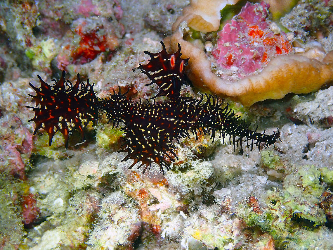 Harlequin ghost pipefish - Solenostomus paradoxus Mandarin House Reef, Lembeh.<br />
I think is a beautiful female in need for a gentleman! :-) Geotagged,Harlequin ghost pipefish,Indonesia,Solenostomus paradoxus,Spring