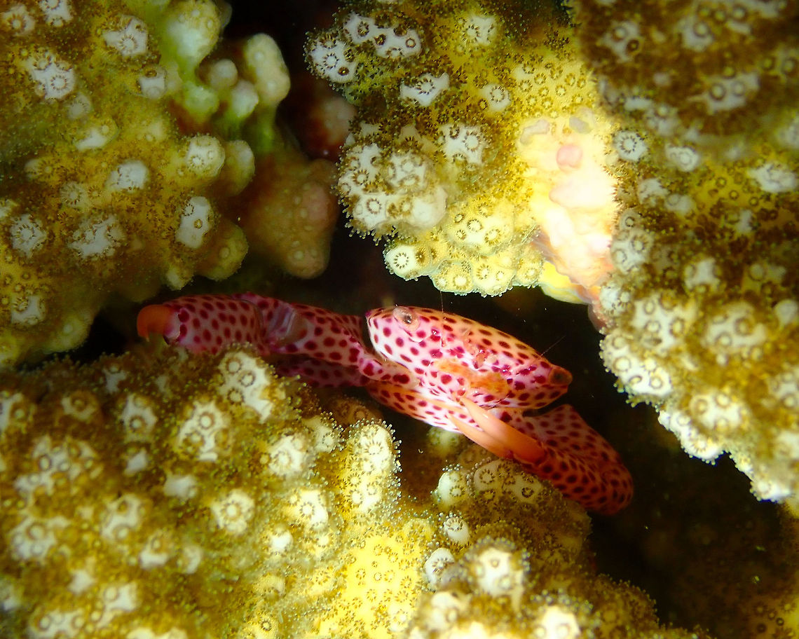 Trapezia tigrina Mandarin House Reef, Lembeh. Geotagged,Indonesia,Red Spotted Guard Crab,Spring,Trapezia tigrina