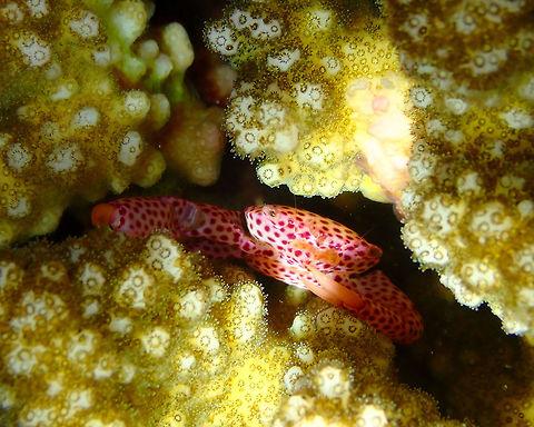 Trapezia tigrina Mandarin House Reef, Lembeh. Geotagged,Indonesia,Red Spotted Guard Crab,Spring,Trapezia tigrina