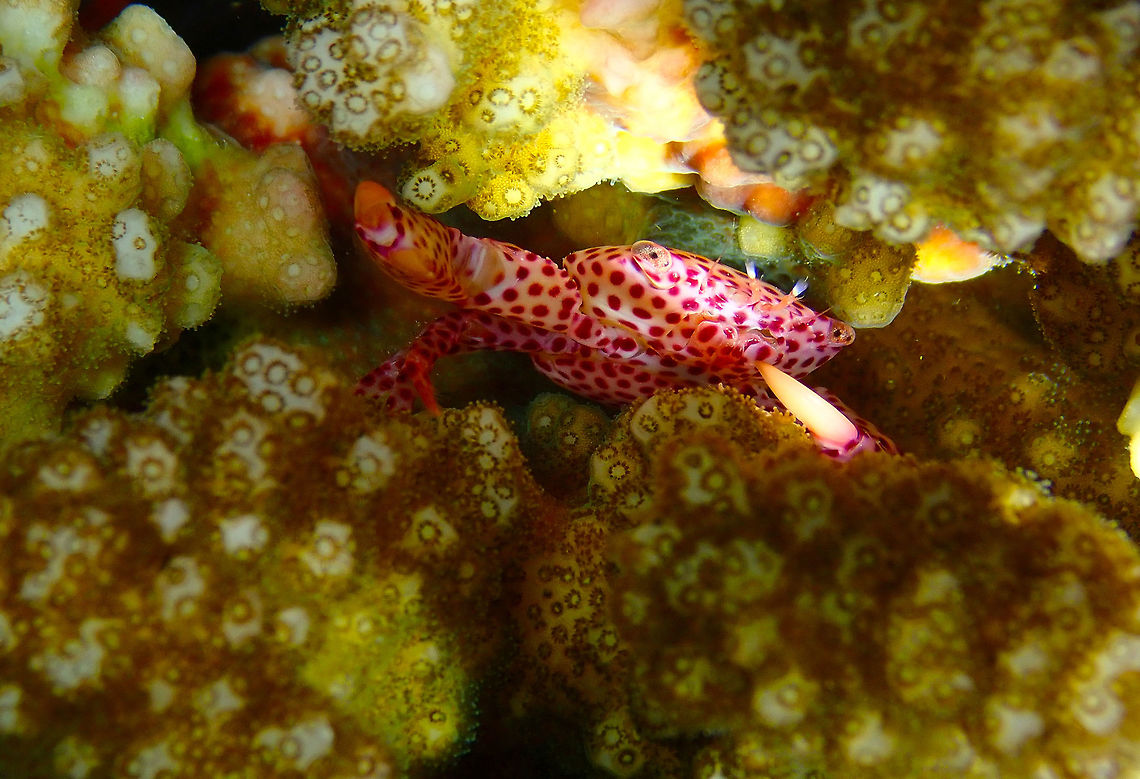 Trapezia tigrina Mandarin House Reef, Lembeh. Another pose of the same crab :-) Geotagged,Indonesia,Red Spotted Guard Crab,Spring,Trapezia tigrina