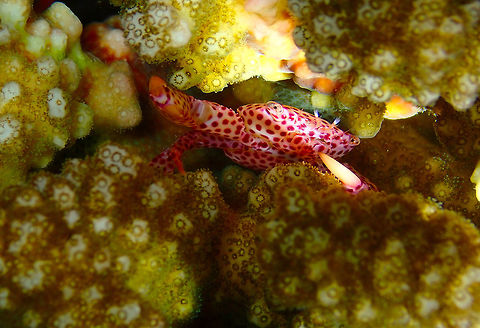 Trapezia tigrina Mandarin House Reef, Lembeh. Another pose of the same crab :-) Geotagged,Indonesia,Red Spotted Guard Crab,Spring,Trapezia tigrina
