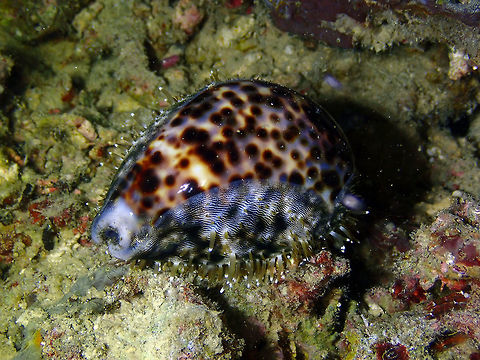 Tiger cowrie (Cypraea tigris) Mandarin House Reef, Lembeh. Cypraea tigris,Geotagged,Indonesia,Spring,Tiger cowrie