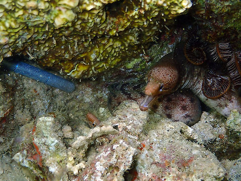 Barred-fin moray (Gymnothorax zonipectis) Mandarin House Reef, Lembeh. Two tiny moray eels a bit scared of our pointer :-) Barred-fin moray,Geotagged,Gymnothorax zonipectis,Indonesia,Spring