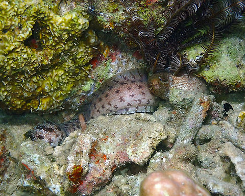Barred-fin moray (Gymnothorax zonipectis) Mandarin House Reef, Lembeh. Here is possible to see a bit more of the moray eel in the left. Barred-fin moray,Geotagged,Gymnothorax zonipectis,Indonesia,Spring