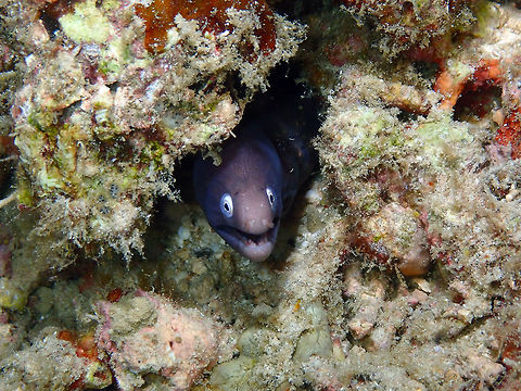 Greyface moray (Gymnothorax thyrsoideus) Mandarin House Reef, Lembeh. Geotagged,Greyface moray,Gymnothorax thyrsoideus,Indonesia,Spring