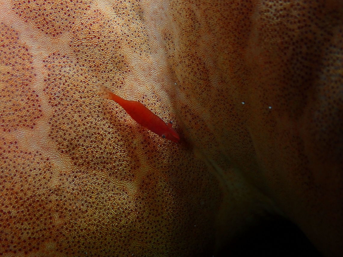 Starfish Shrimp - Periclimenes soror Mandarin House Reef, Lembeh.<br />
<figure class="photo"><a href="https://www.jungledragon.com/image/78706/periclimenes_soror.html" title="Periclimenes_soror"><img src="https://s3.amazonaws.com/media.jungledragon.com/images/2298/78706_thumb.JPG?AWSAccessKeyId=05GMT0V3GWVNE7GGM1R2&Expires=1769040010&Signature=qbDF2ygKiwGZJYb0rBaFbr6nWq0%3D" width="200" height="150" alt="Periclimenes_soror Mandarin House Reef, Lembeh. Geotagged,Indonesia,Periclimenes soror,Spring,Starfish shrimp" /></a></figure> Geotagged,Indonesia,Periclimenes soror,Spring,Starfish shrimp