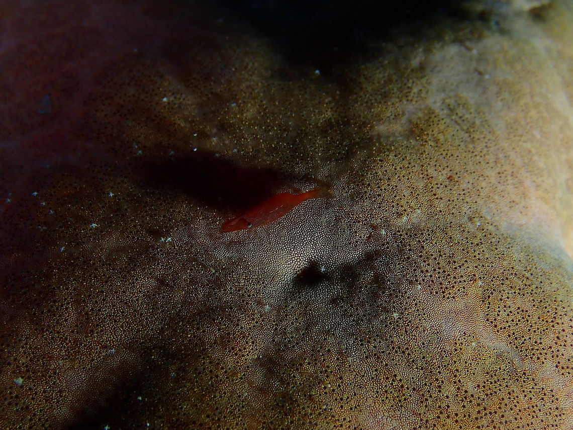 Periclimenes_soror Mandarin House Reef, Lembeh. Geotagged,Indonesia,Periclimenes soror,Spring,Starfish shrimp