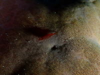 Periclimenes_soror Mandarin House Reef, Lembeh. Geotagged,Indonesia,Periclimenes soror,Spring,Starfish shrimp