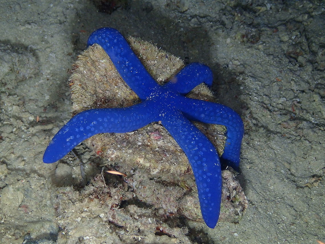 Linckia laevigata Mandarin House Reef, Lembeh. Geotagged,Indonesia,Linckia laevigata,Spring