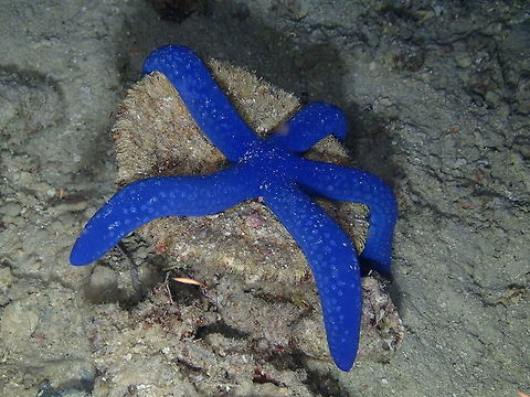 Linckia laevigata Mandarin House Reef, Lembeh. Geotagged,Indonesia,Linckia laevigata,Spring