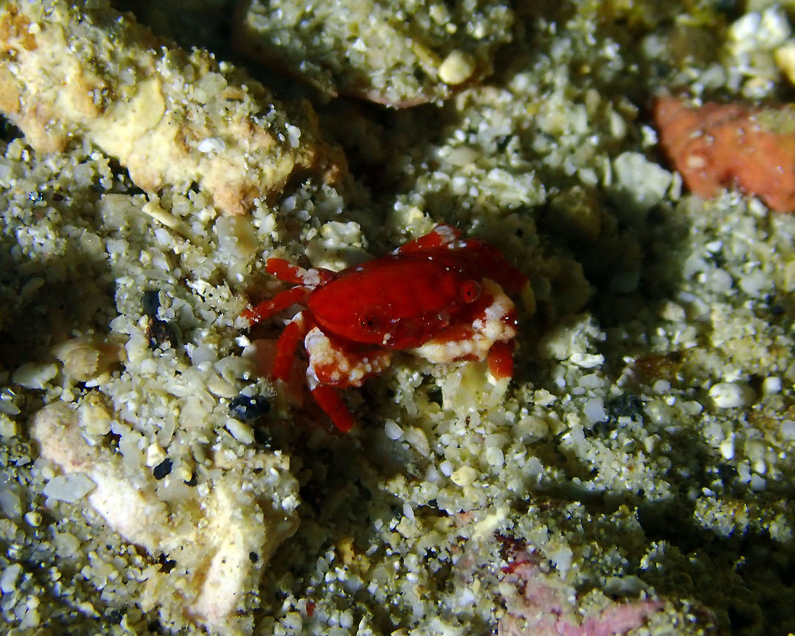 Lophozozymus pulchellus Mandarin House Reef, Lembeh. It may be a juvenile.<br />
https://reeflex.net/tiere/11893_Lophozozymus_pulchellus.htm# Geotagged,Indonesia,Lophozozymus pulchellus,Spring