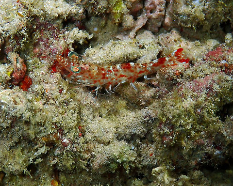 Metapenaeopsis lamellata Mandarin House Reef, Lembeh. Geotagged,Humpback Prawn,Indonesia,Lembeh,Metapenaeopsis,Metapenaeopsis lamellata,Spring,night shrimp,shrimp