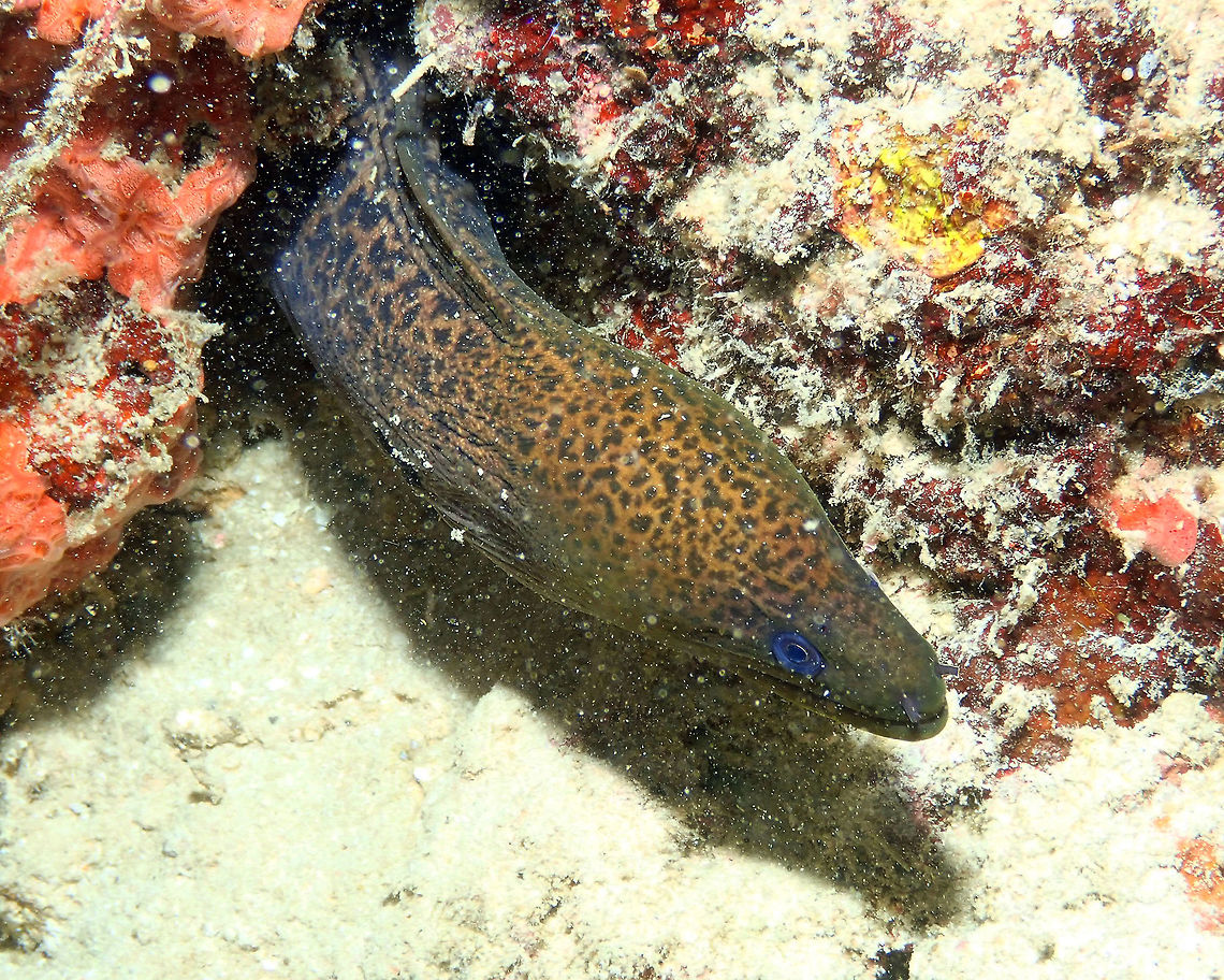 Giant Moray (Gymnothorax javanicus) Mandarin House Reef, Lembeh. Geotagged,Giant moray,Gymnothorax javanicus,Indonesia,Spring