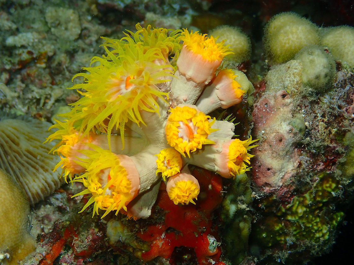 Tubastraea Mandarin House Reef, Lembeh. Geotagged,Indonesia,Lembeh,Spring,Tubastraea,coral