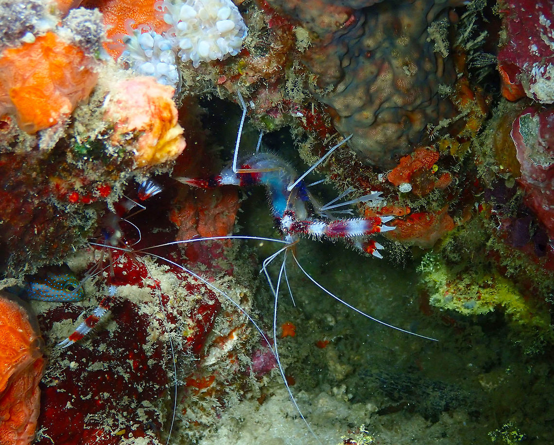Banded Shrimp (Stenopus hispidus) Mandarin House Reef, Lembeh.<br />
Two banded shrimps, one full of eggs (blue color) and a tiny grouper hiding on the left side. Groupers were small and shy in Lembeh so I was not able to make many pics of them! Banded coral shrimp,Geotagged,Indonesia,Spring,Stenopus hispidus