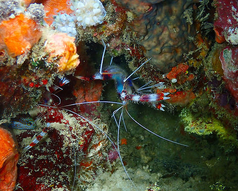 Banded Shrimp (Stenopus hispidus) Mandarin House Reef, Lembeh.
Two banded shrimps, one full of eggs (blue color) and a tiny grouper hiding on the left side. Groupers were small and shy in Lembeh so I was not able to make many pics of them! Banded coral shrimp,Geotagged,Indonesia,Spring,Stenopus hispidus