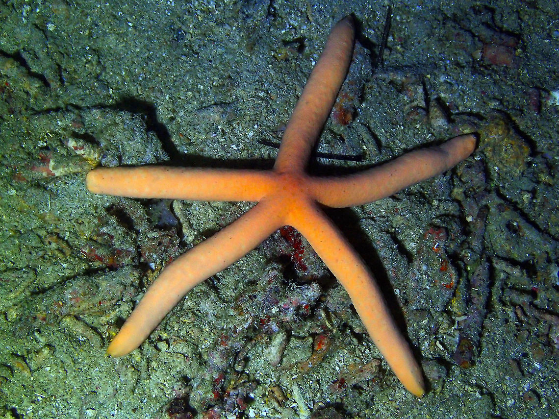 Linckia laevigata Mandarin House Reef, Lembeh. Most commonly blue, but orange variants also exist. Geotagged,Indonesia,Linckia laevigata,Spring