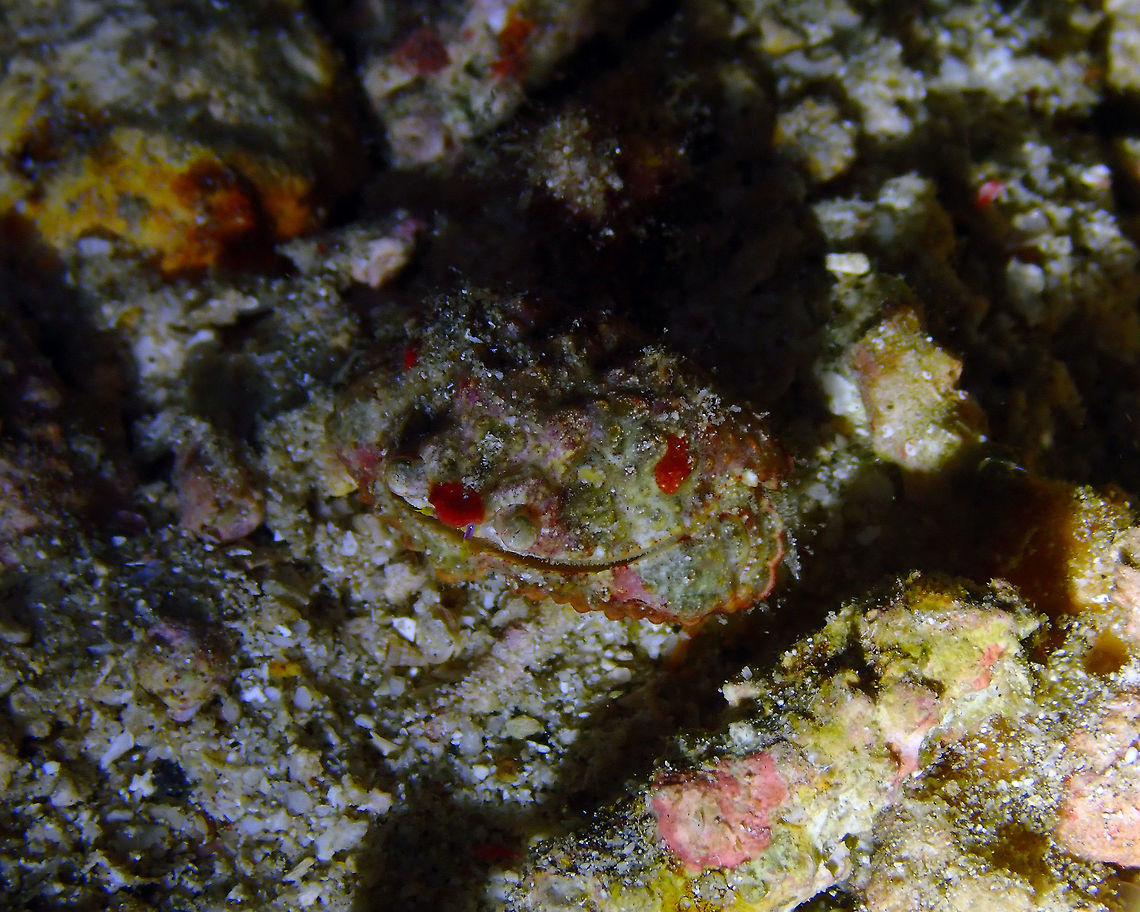 Rough box crab (Calappa gallus) Mandarin House Reef, Lembeh. Calappa gallus,Geotagged,Indonesia,Rough box crab,Spring