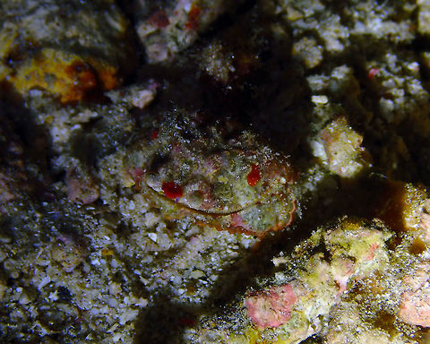 Rough box crab (Calappa gallus) Mandarin House Reef, Lembeh. Calappa gallus,Geotagged,Indonesia,Rough box crab,Spring
