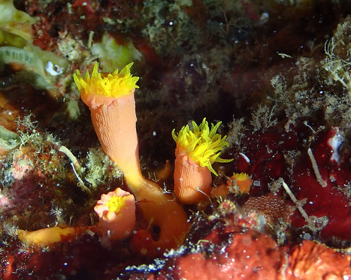 Rhizopsammia verrilli Mandarin House Reef, Lembeh.<br />
Tentative sp. It could be another Rhizopsammia. Geotagged,Indonesia,Rhizopsammia verrilli,Spring,Verrilli's Cup Coral