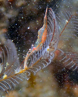 Rapimenes laevimanus? Kareko Batu, Lembeh. I find very little description on this species and I am also not sure if it could be Rapipontonia paragalene instead...I will get back to sp level when I have a better idea.. Geotagged,Indonesia,Lembeh,Spring,shrimp