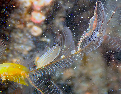 Electroma zebra Kareko Batu, Lembeh.
It is the small striped shells attached to the hydroid. Electroma zebra,Geotagged,Indonesia,Spring,Zebra Wing Shell