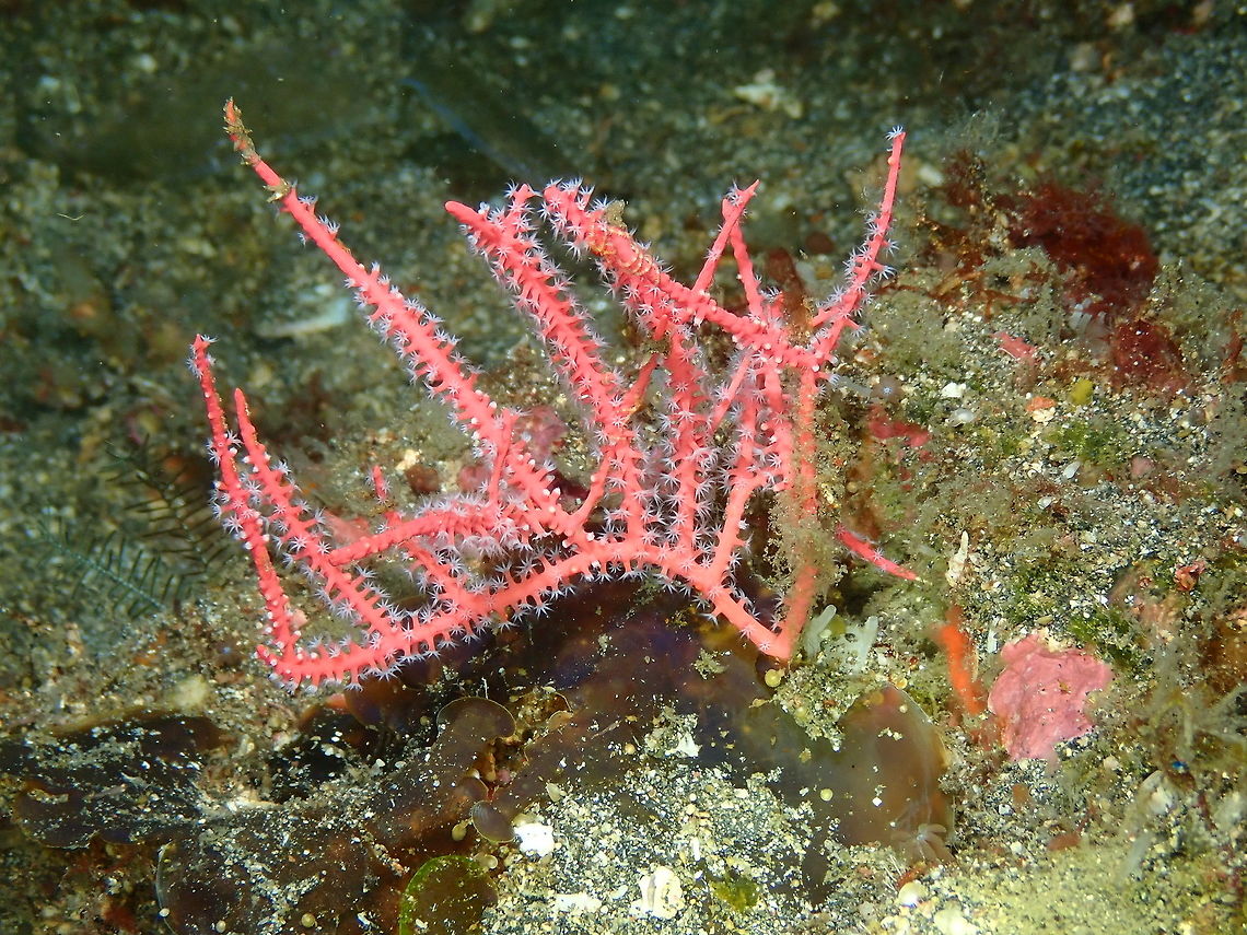 Coral to ID Seen in Nudi&#039;s Retreat, Lembeh. Fan Coral,Geotagged,Indonesia,Spring